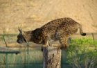 Centro Nacional de Reprodução em Cativeiro de Lince Ibérico conta com mais 9 crias