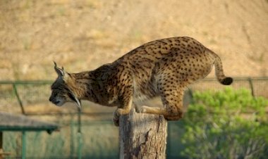 Centro Nacional de Reprodução em Cativeiro de Lince Ibérico conta com mais 9 crias