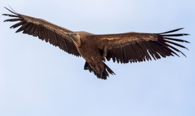 As reservas naturais do Vale do Côa