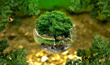 Educação ambiental sem sair de casa