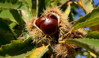 Pelos Trilhos de Portugal- Rota da Castanha e do Castanheiro, Sernancelhe