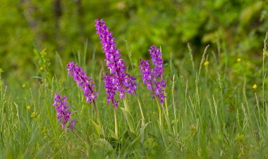 Pelos Trilhos de Portugal-Parque Botânico Arbutus do Demo, Vila Nova de Paiva