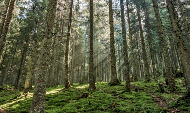 Pelos Trilhos de Portugal-Trilho da Floresta, Ovar