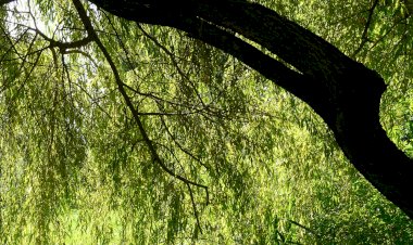 Pelos Trilhos de Portugal-Rota das Avelãs, Anadia