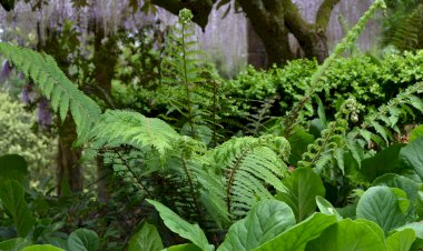 Pelos Trilhos de Portugal-Trilho da Floresta Relíquia, Mealhada