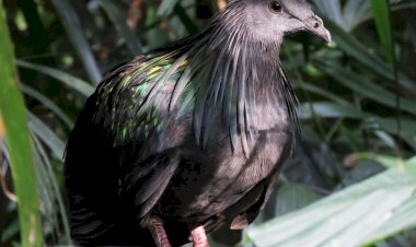 Pelos Trilhos de Portugal-Trilho da Lontra, Vagos