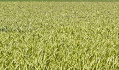 Pelos Trilhos de Portugal-Percurso dos Espigueiros, Oliveira de Azeméis