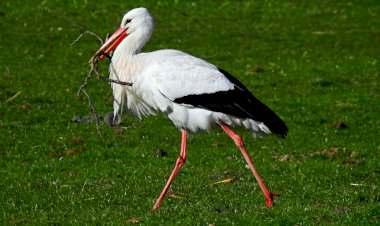 Pelos Trilhos de Portugal-Trilhos do Cértima, Oliveira do Bairro