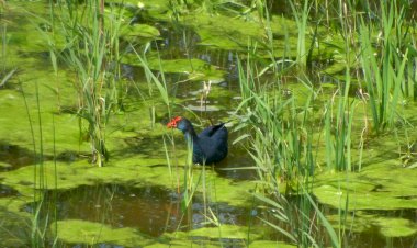 Pelos Trilhos de Portugal-Reserva Natural do Paul de Arzila, Montemor-o-Velho