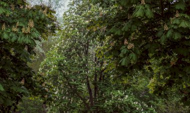 Pelos Trilhos de Portugal-Trilho das Minas, Góis