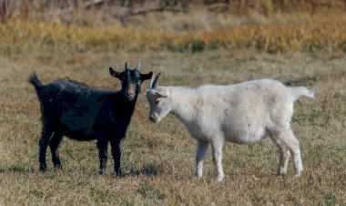 Pelos Trilhos de Portugal-Caminho do Xisto de Ferraria de S. João - Trilho do Rebanho, Penela