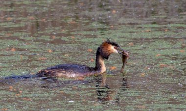 Pelos Trilhos de Portugal-Campos do Pranto, Soure