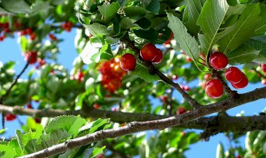 Pelos Trilhos de Portugal-Rota da Cereja, Fundão