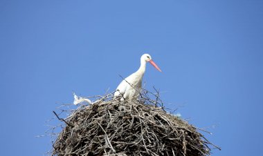 Pelos Trilhos de Portugal-Rota dos Abutres, Idanha-a-Nova