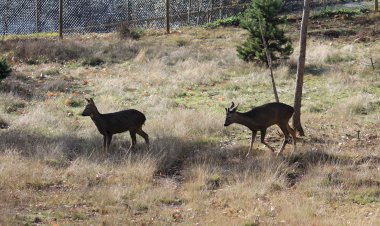 Pelos Trilhos de Portugal-Caminho da Ciradelha, Vinhais