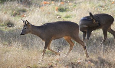 Pelos Trilhos de Portugal-Rota do Corço, Torre de Moncorvo