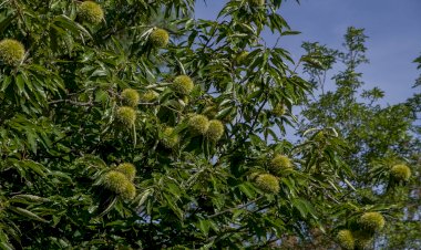 Pelos Trilhos de Portugal-Trilho de Rabo de Burro, Alfândega da Fé
