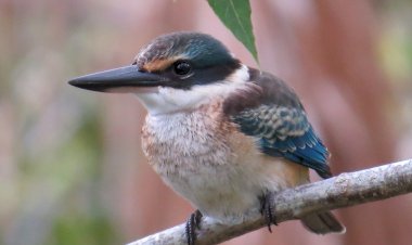 Pelos Trilhos de Portugal-Pelas margens do rio Angueira, Vimioso