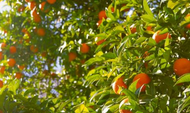Pelos Trilhos de Portugal-Trilho das Fragas Más, Alijó