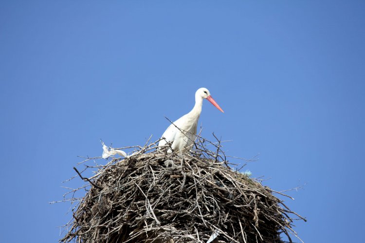 Pelos Trilhos de Portugal-Rota dos Abutres, Idanha-a-Nova
