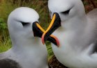 Dia Mundial do Albatroz alerta para ameaças às aves marinhas