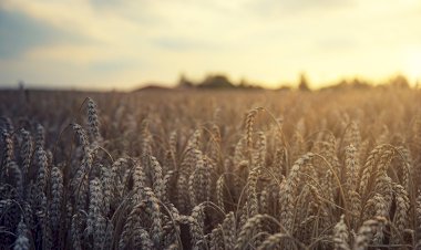 Pelos Trilhos de Portugal-Trilho de Atilhó, Bóticas