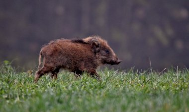 Pelos Trilhos de Portugal-Percurso da Costa dos Castanheiros, Vieira do Minho