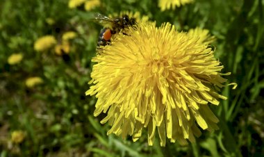 Pelos Trilhos de Portugal-Trilho da Ínsua do Crasto, Valença