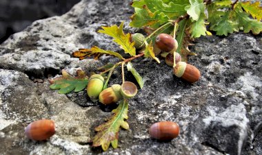 Pelos Trilhos de Portugal-Trilho do Vale Escuro, Paredes de Coura