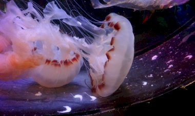 GelAvista criado para a  monitorização dos organismos gelatinosos em Portugal