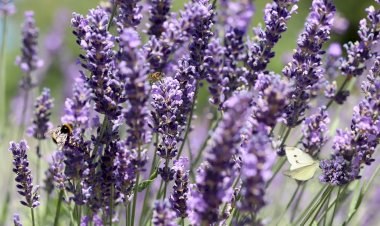 Pelos Trilhos de Portugal-Caminho do Românico 2, Lousada