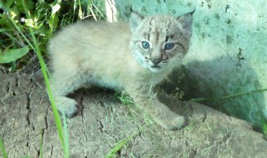 Projecto "LYNXCONNECT" obteve aprovação ao abrigo do programa “LIFE ACTION GRANTS”