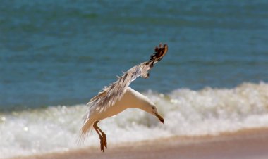 Pelos Trilhos de Portugal-Trilho da Baleia Verde, Pombal