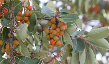 Pelos Trilhos de Portugal-Serra Galega, Porto de Mós