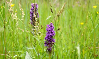 Pelos Trilhos de Portugal-Por trilhos de Al-Baizir, Alvaiázere