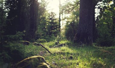 Pelos Trilhos de Portugal-Rota dos Bernardos, Alcanena