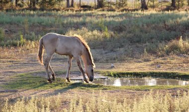 Pelos Trilhos de Portugal-Pela Reserva do Cavalo do Sorraia, Alpiarça