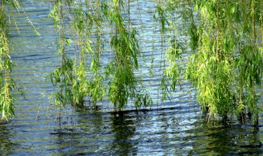 Pelos Trilhos de Portugal-Trilhos Bonito Barroca, Entroncamento