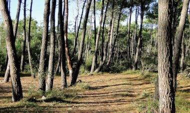 Pelos Trilhos de Portugal-Mata Nacional do Escaroupim, Salvaterra de Magos