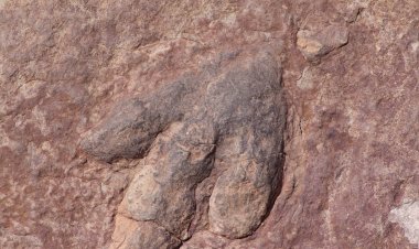 Pelos Trilhos de Portugal-Percurso pedestre do Bairro Casal Farto, Ourém