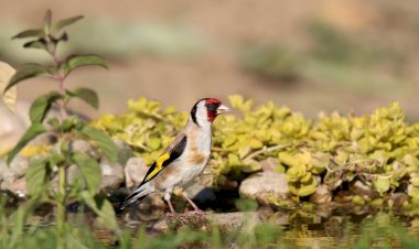 Pelos Trilhos de Portugal-Reserva Natural do Paul do Boquilobo, Golegã