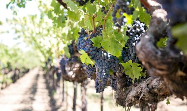 Pelos Trilhos de Portugal-Do Pão ao Vinho, Sardoal