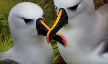 Dia Mundial do Albatroz alerta para ameaças às aves marinhas