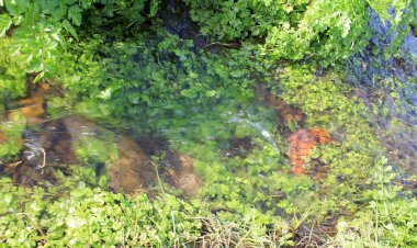 Pelos Trilhos de Portugal-Trilho de Mação, Mação