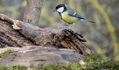 Pelos Trilhos de Portugal-Trilhos da Mata da Machadada, Barreiro