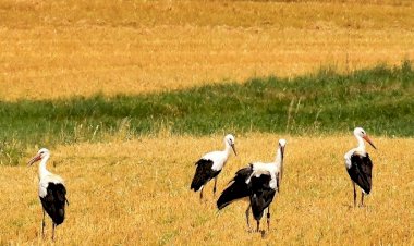 Pelos Trilhos de Portugal-Rota da Ribeira Grande, Fronteira