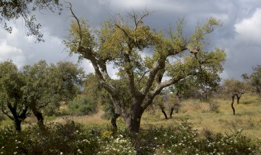 Pelos Trilhos de Portugal-Rota dos Açudes, Nisa