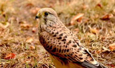Pelos Trilhos de Portugal-Percurso da Torre da Bolsa, Elvas