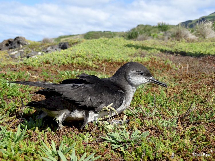 Novo projecto vai usar o som para estudar aves marinhas dos Açores e da Madeira