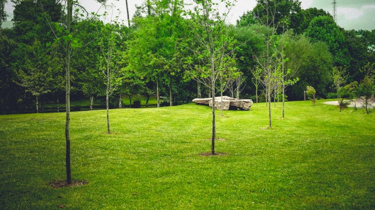 Mais de 250 novas árvores plantadas no Parque do Rio Ul